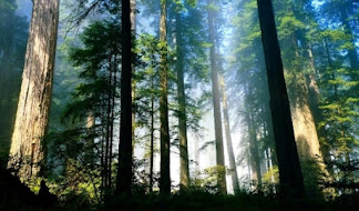 Pengertian Hutan, Jenis-Jenis Hutan dan Manfaat