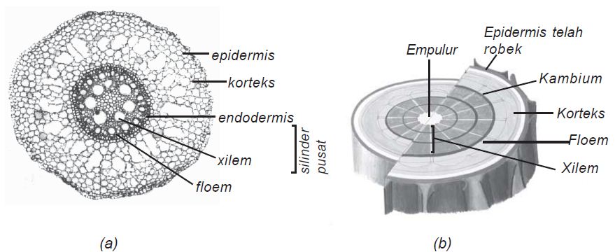 Struktur Anatomi Batang dan Fungsi Batang pada Tumbuhan Lengkap