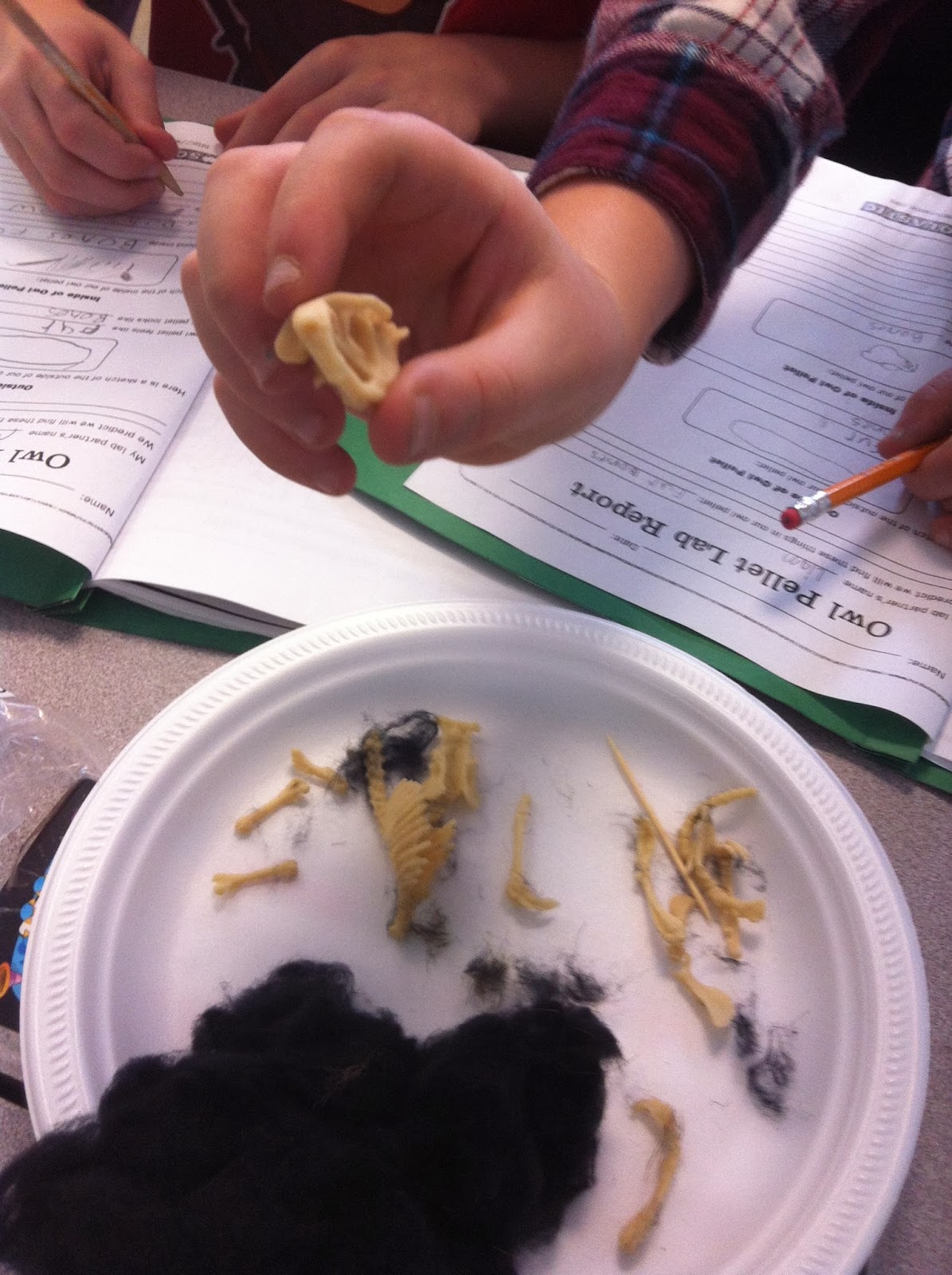 Mrs. Edel's grade 34 class Owl Pellets