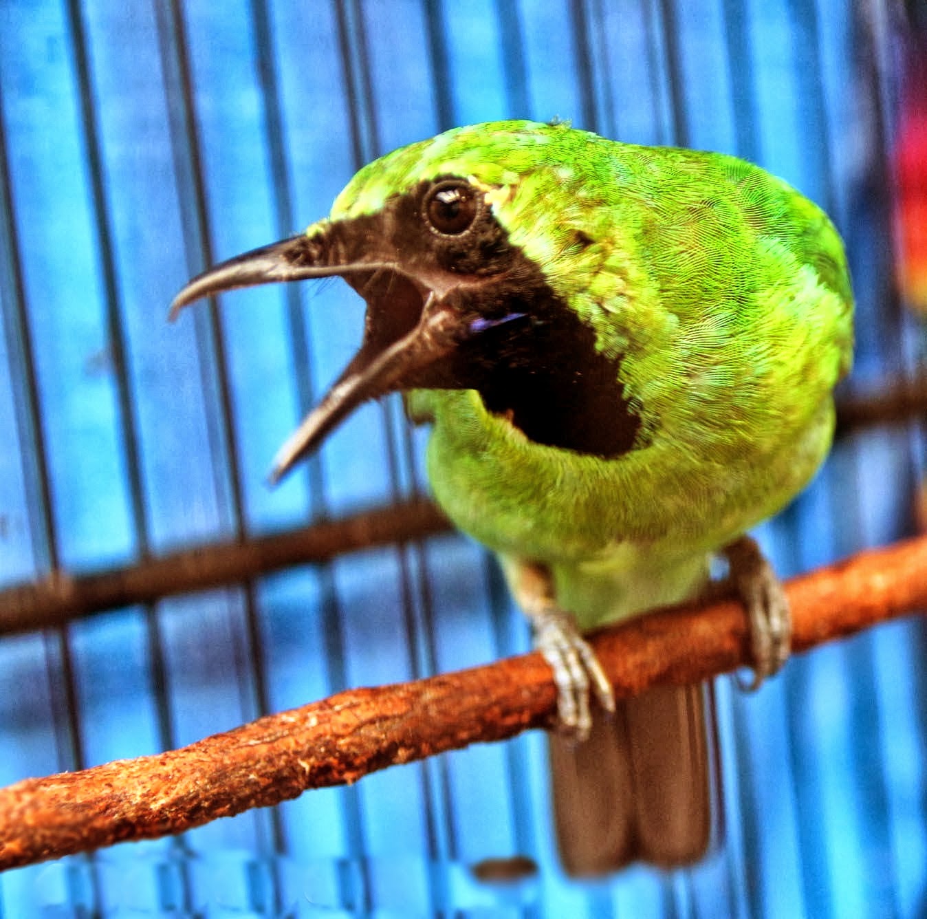 Paiton Bird Club Rawatan Harian Cucak Ijo Dan Cara Membuat Cucak