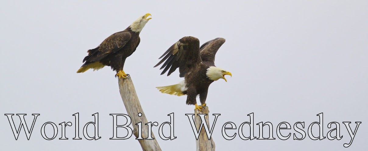 World Bird Wednesday