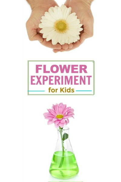 FLOWER EXPERIMENT FOR KIDS. How fun, and perfect for Spring! #scienceexperimentskids #springcraftsforkids #scienceforkids #flowerexperimentforkids #experimentsforkids #experiments #experimentsforkidseasy #springscienceactivities
