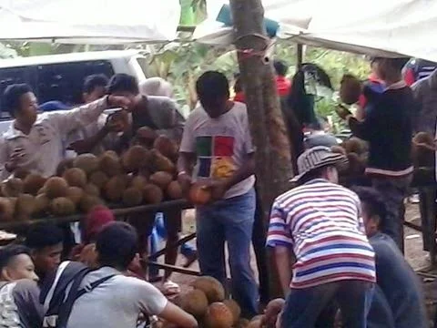 Tips dan Trik Memilih Durian Matang