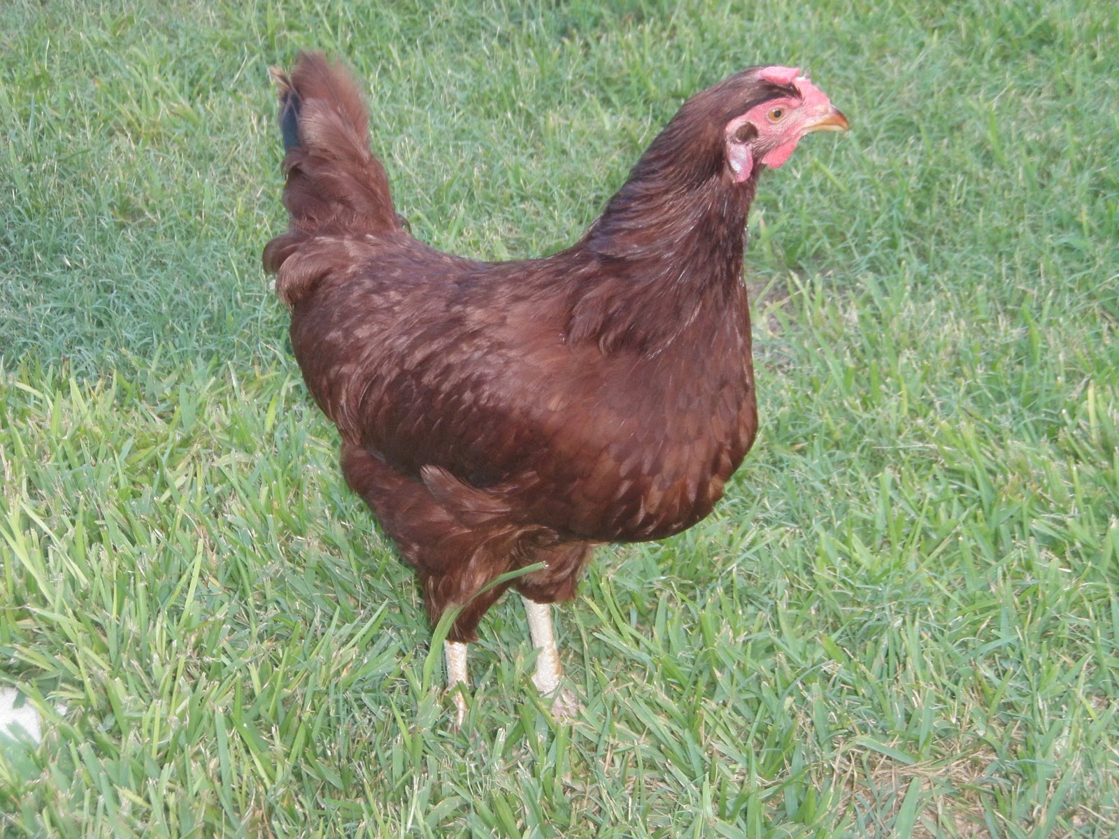 Mature rhode island red hen Mature rhode island red hen apologise