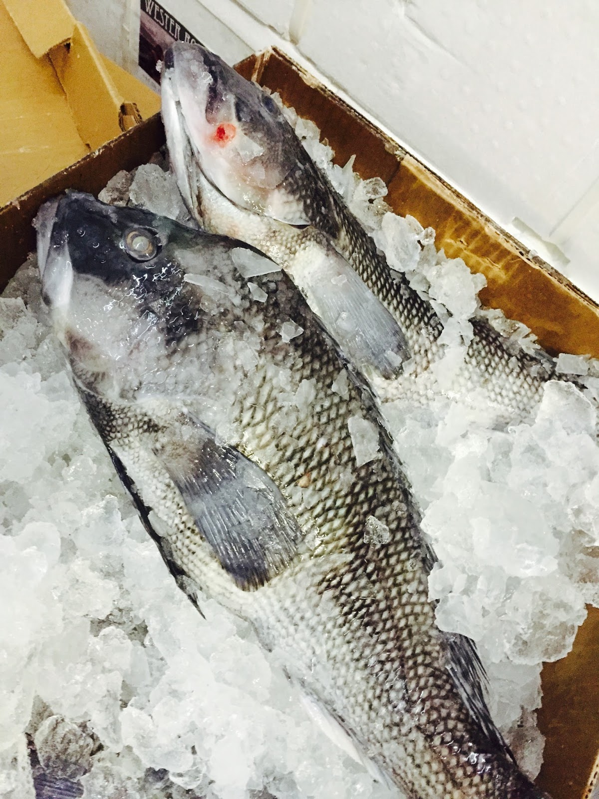 The Edible Ocean October 2015