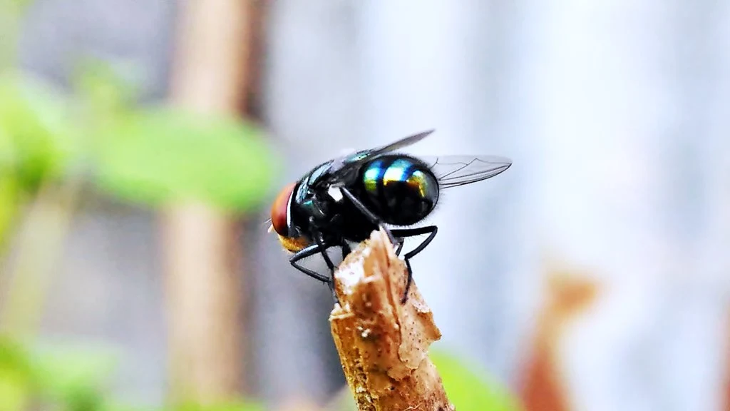 Foto Makro Lalat Diambil Pakai Lensa Bongkar