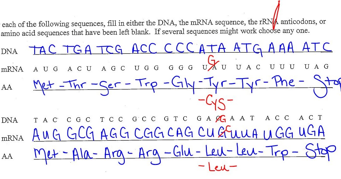 biology-transcription-and-translation-practice-worksheet-answers-dna-coloring-transcription