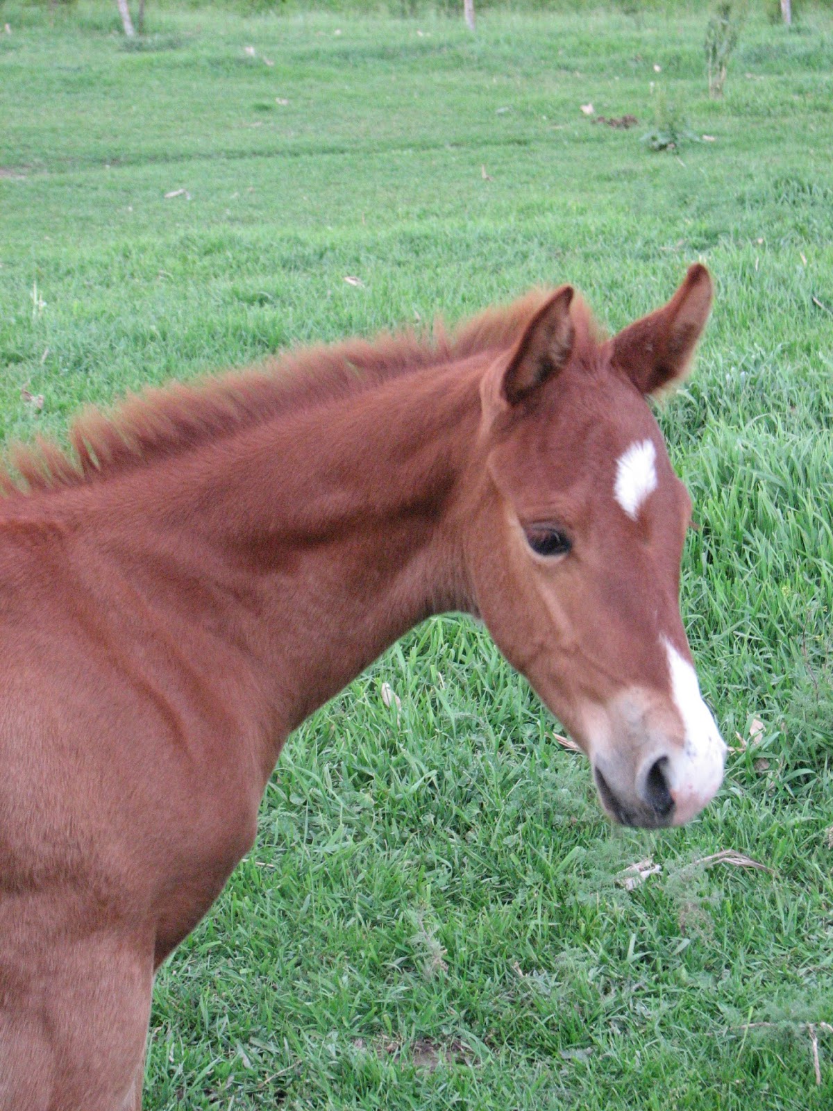 Windy Creek Quarter Horses Drifter's 2017 stud colt