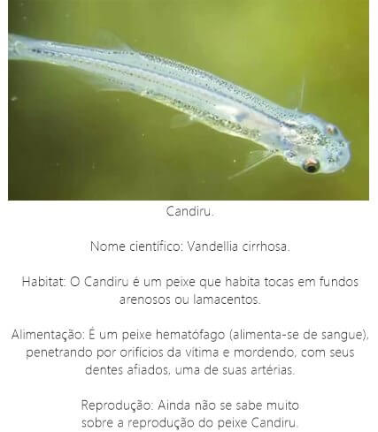 Peixe-Candiru