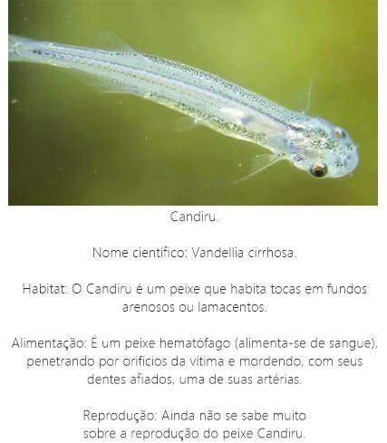 Peixe Candiru Peixe-Candiru