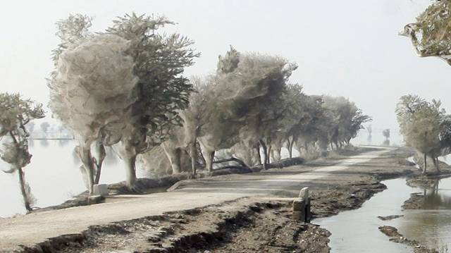 اغرب اشجار في باكستان