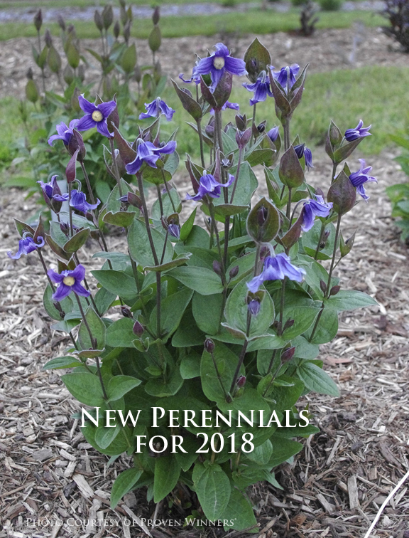 Three Dogs in a Garden New Perennials from Proven Winners