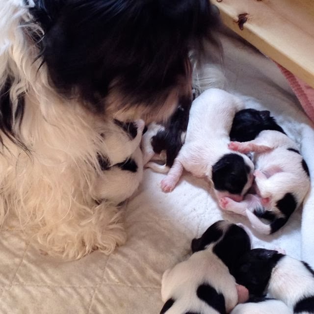 Our Havanese Puppies are getting bigger Carneys Havanese Haven