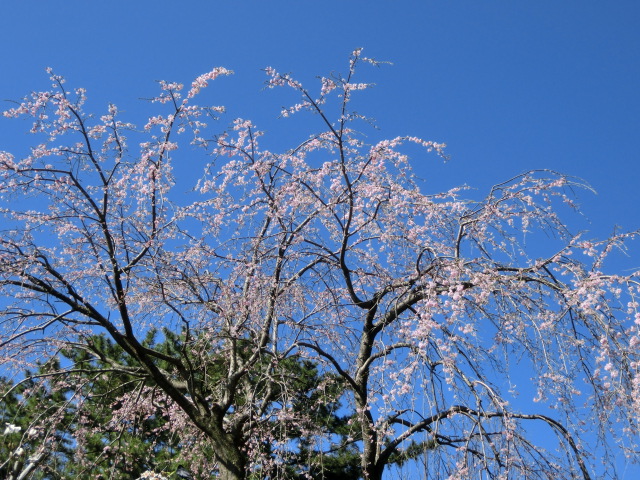小田原城の桜