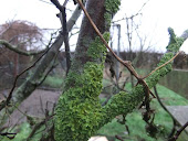 Common Orange Lichen 2013m3