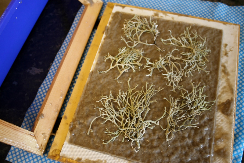 The Altons our life in the Sussex countryside Toxic wrapping paper