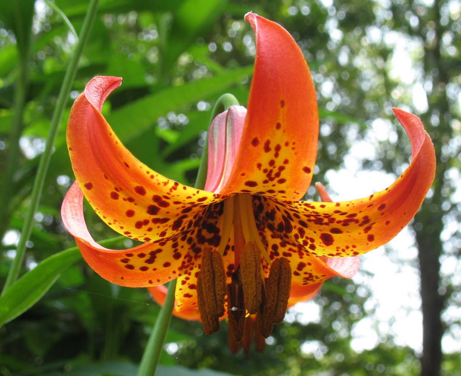 Using Native Plants Native Summer Perennials in