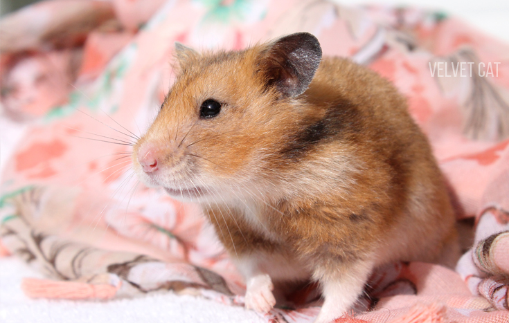 doña bigotes hamster comun noah
