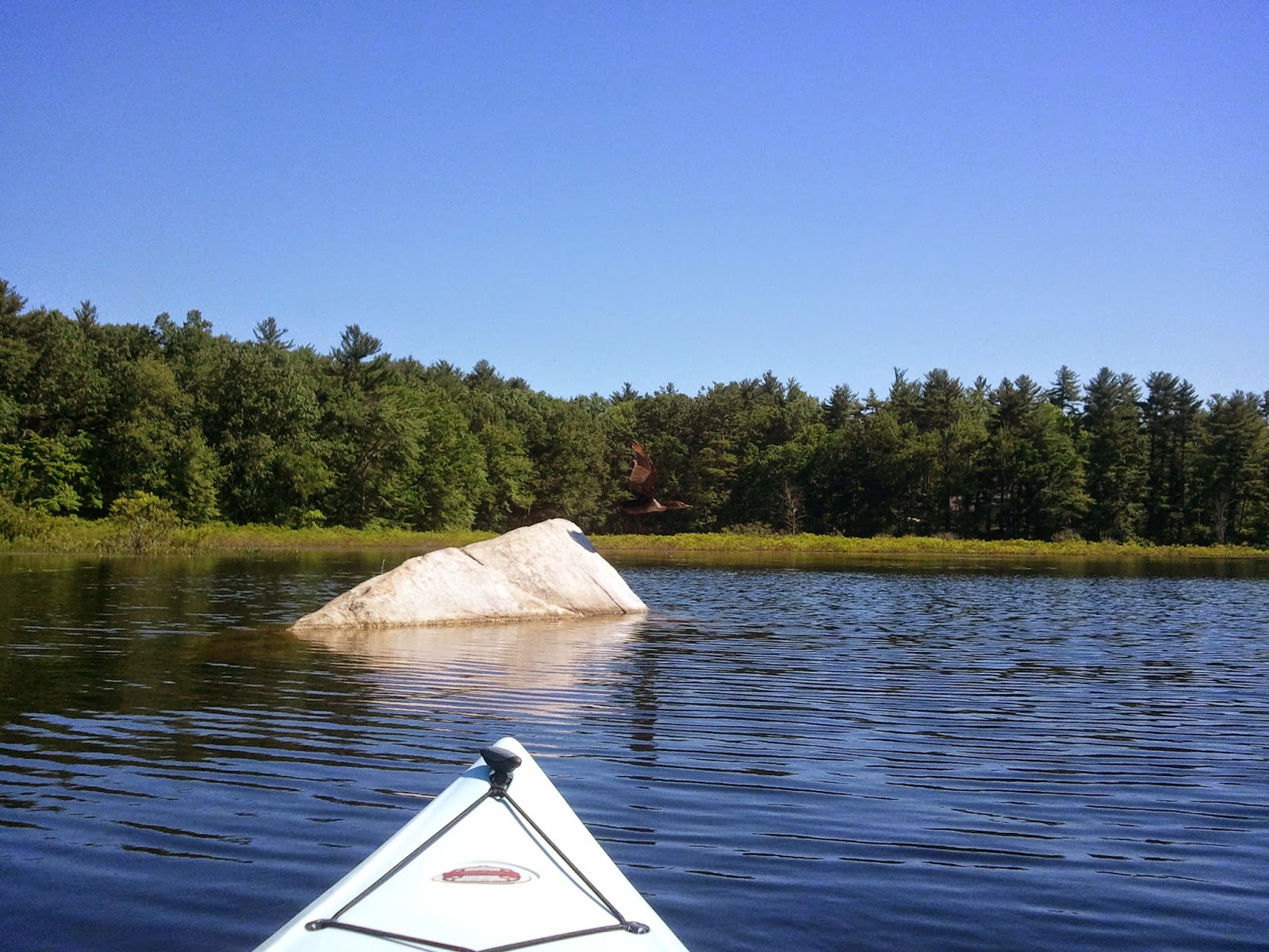 The Kayaking Bison of New Hampshire Cannobie Lake Salem, NH