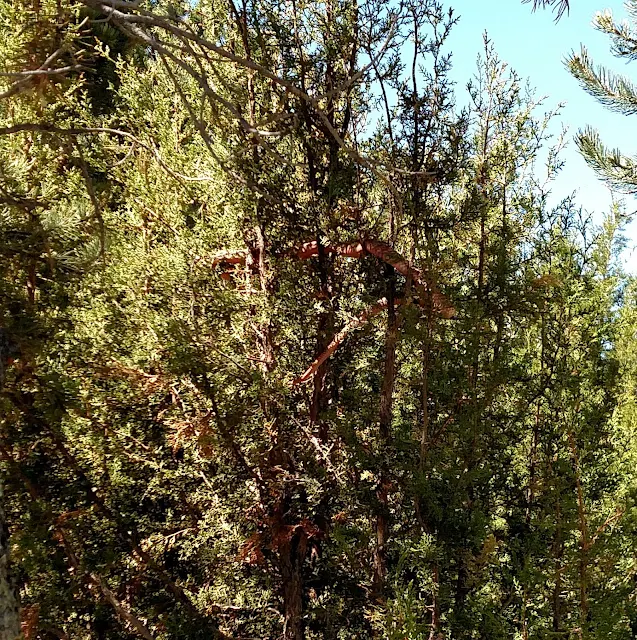 tree snakes in new mexico
