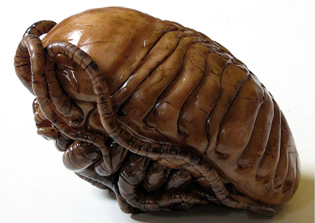 ShukerNature: SWAMP CRITTERS AND SAND WORMS - INTRODUCING THE