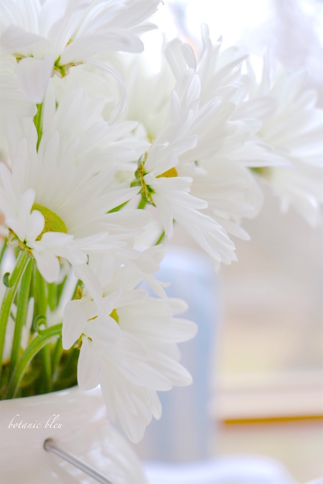 white-daisies