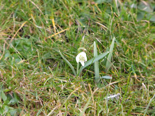 Solitary snowdrop at the front of the Manse in Tongue