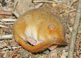 تعرفوا بالصور على أصغر حيوانات الأرض!