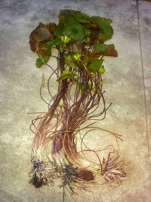 Accidental water lily Nymphaea 'Jongkolnee' Thai water lily