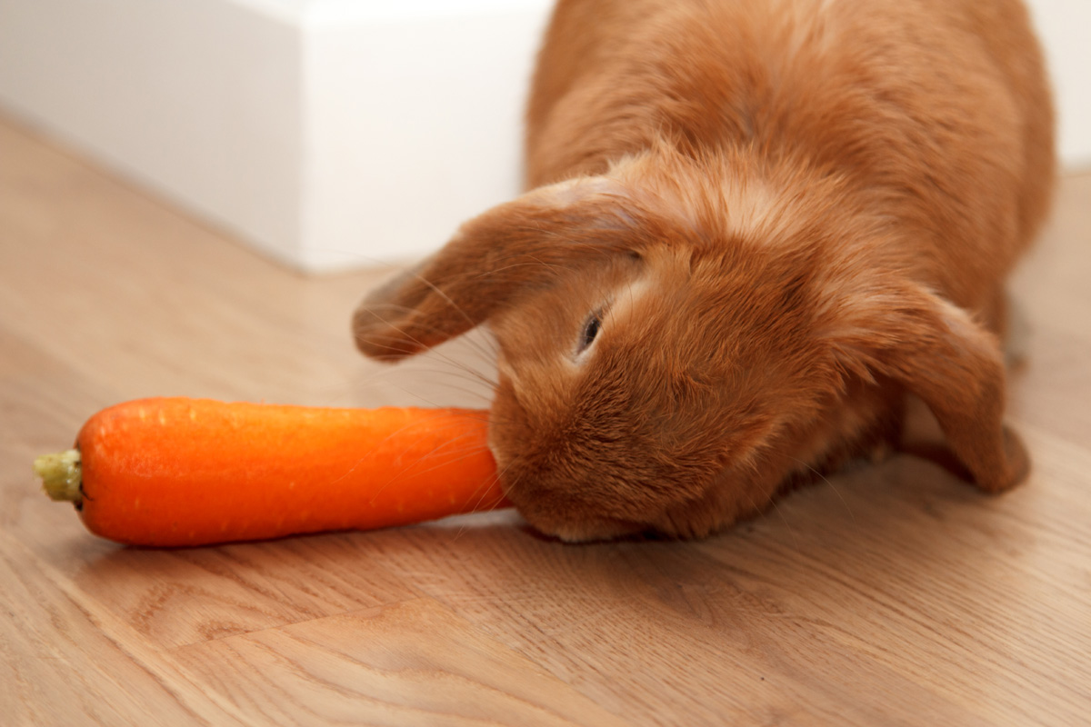 Зайчик морковь. Заяц ест морковь. Кролик с морковкой. Кролик ест морковку. Рыжий кролик с морковкой.