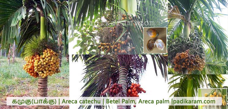 பாக்கு மருத்துவ பயன்கள் Areca catechu Benefits Betel பாக்கு மருத்துவ பயன்கள் Areca catechu Benefits Betel