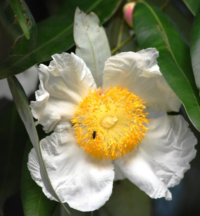 Kumbuk Pokuna Lodge Namal Flowers of the Na Tree, Sri Lanka's National Tree Mesua ferrea