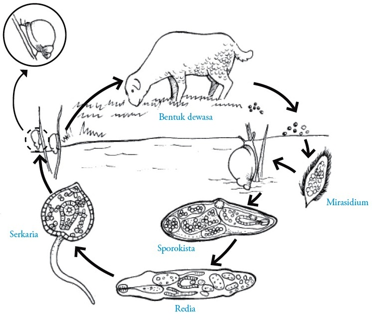 sistem reproduksi filum platyhelminthes