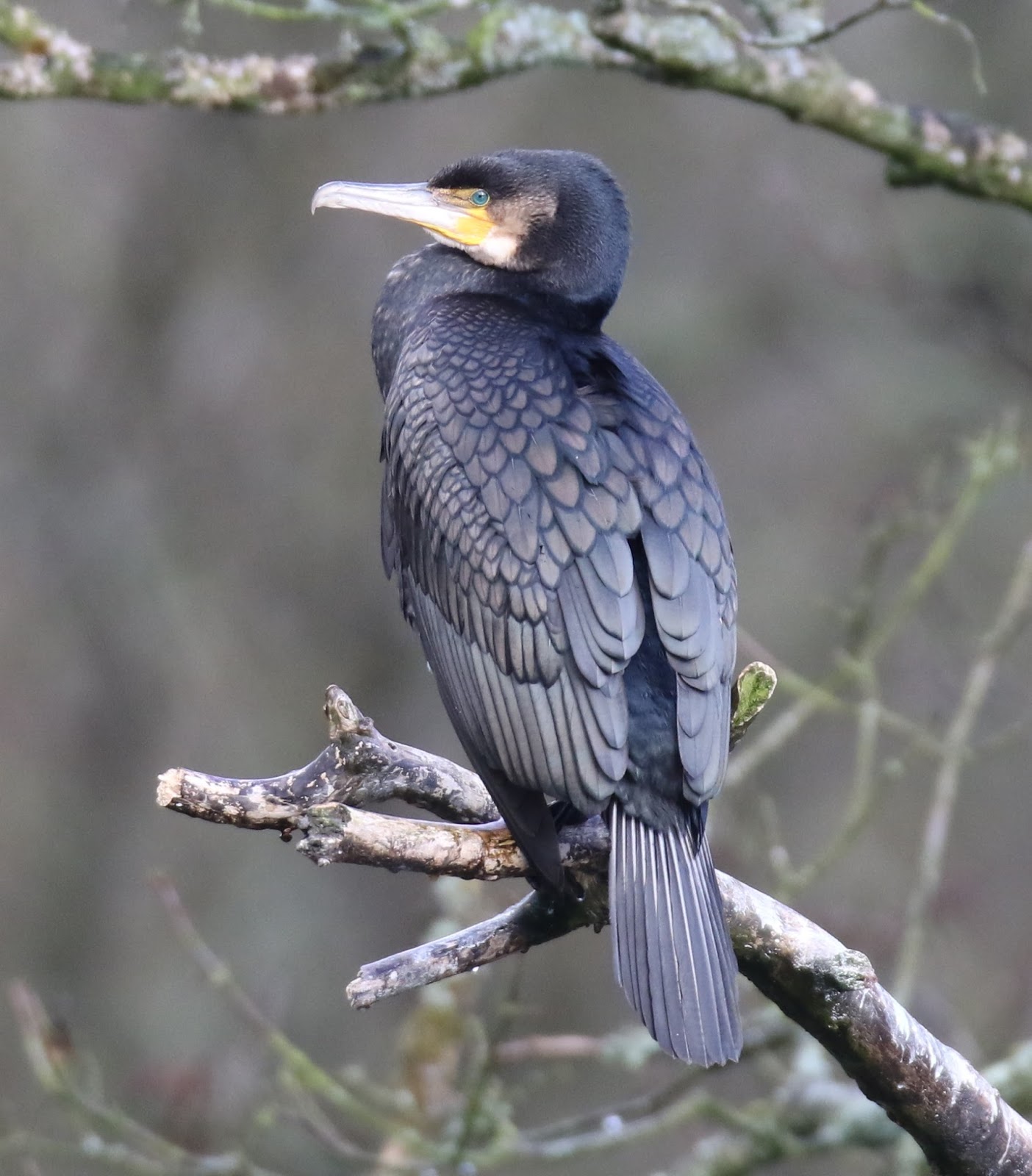 Murfs Wildlife Continental Cormorants