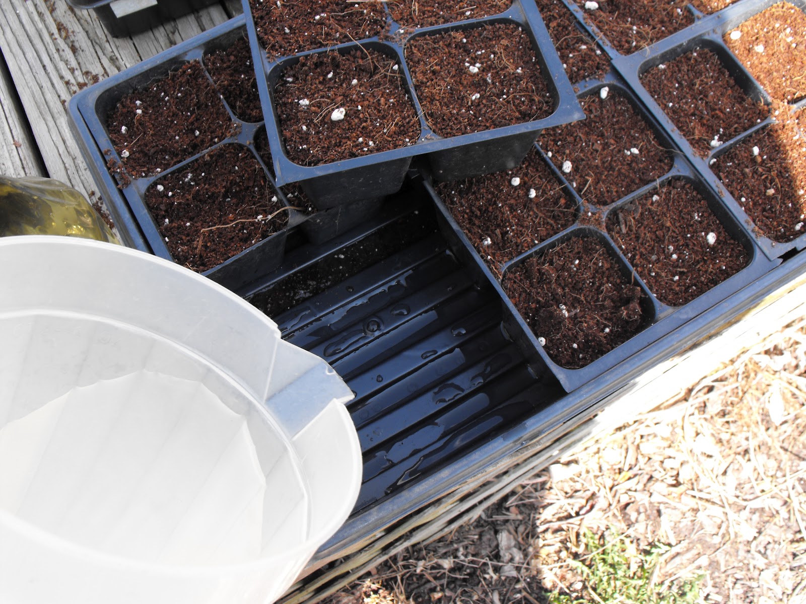 Starting your own bedding plants from seed
