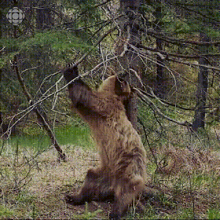 4.gif