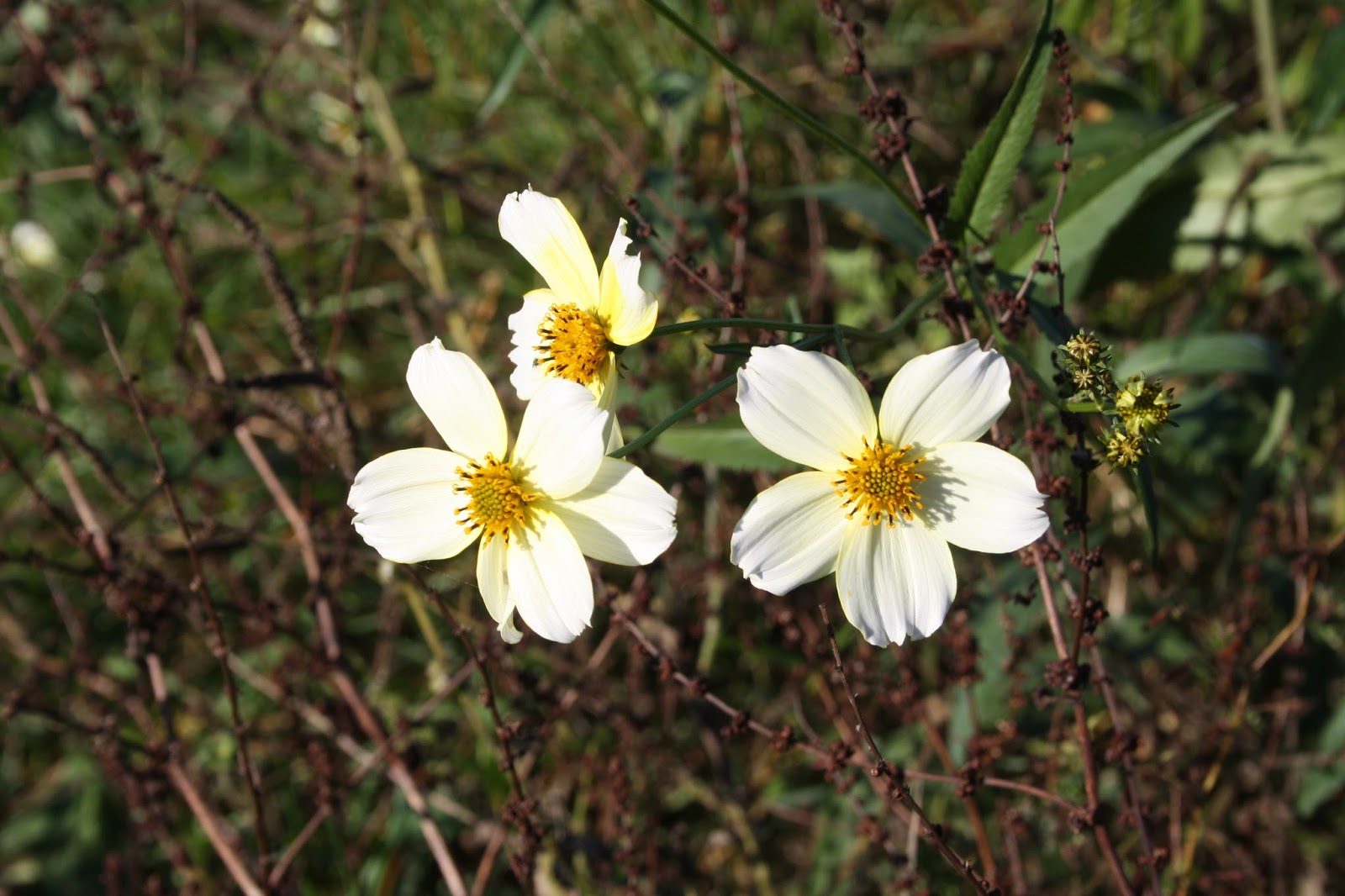 Plantas: Beleza e Diversidade: Chá-de-Espanha (Bidens aurea)