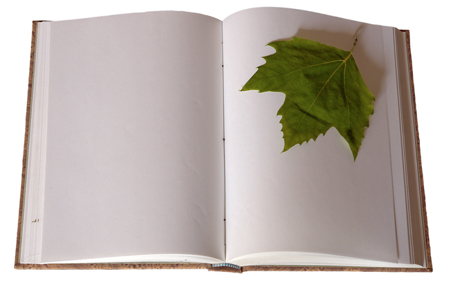 Los cuartos del Arce: Comenzamos