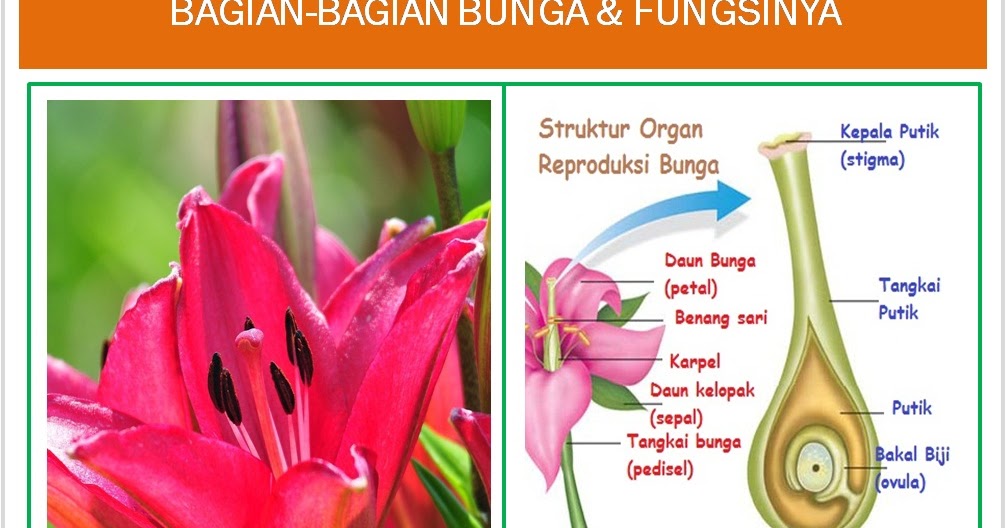 24+ Gambar Bunga Matahari Beserta Bagian Bagiannya Galeri Bunga HD