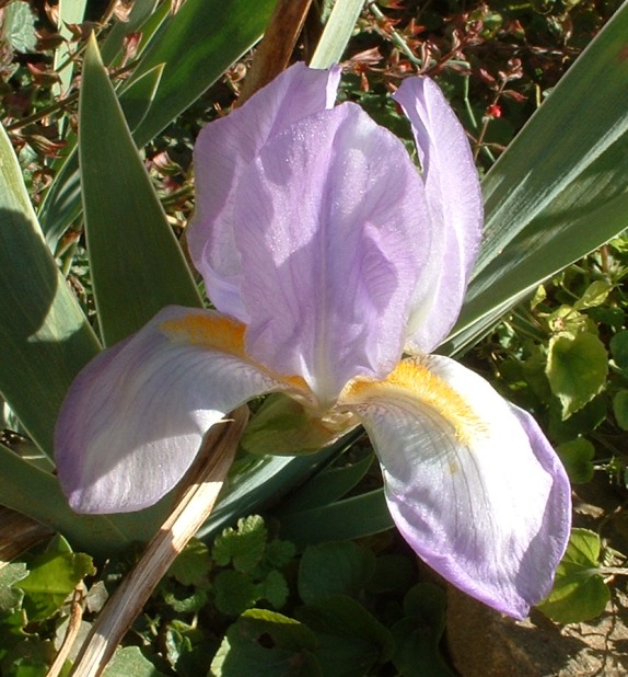MidAtlantic Plant Research Center Iris Rebloom