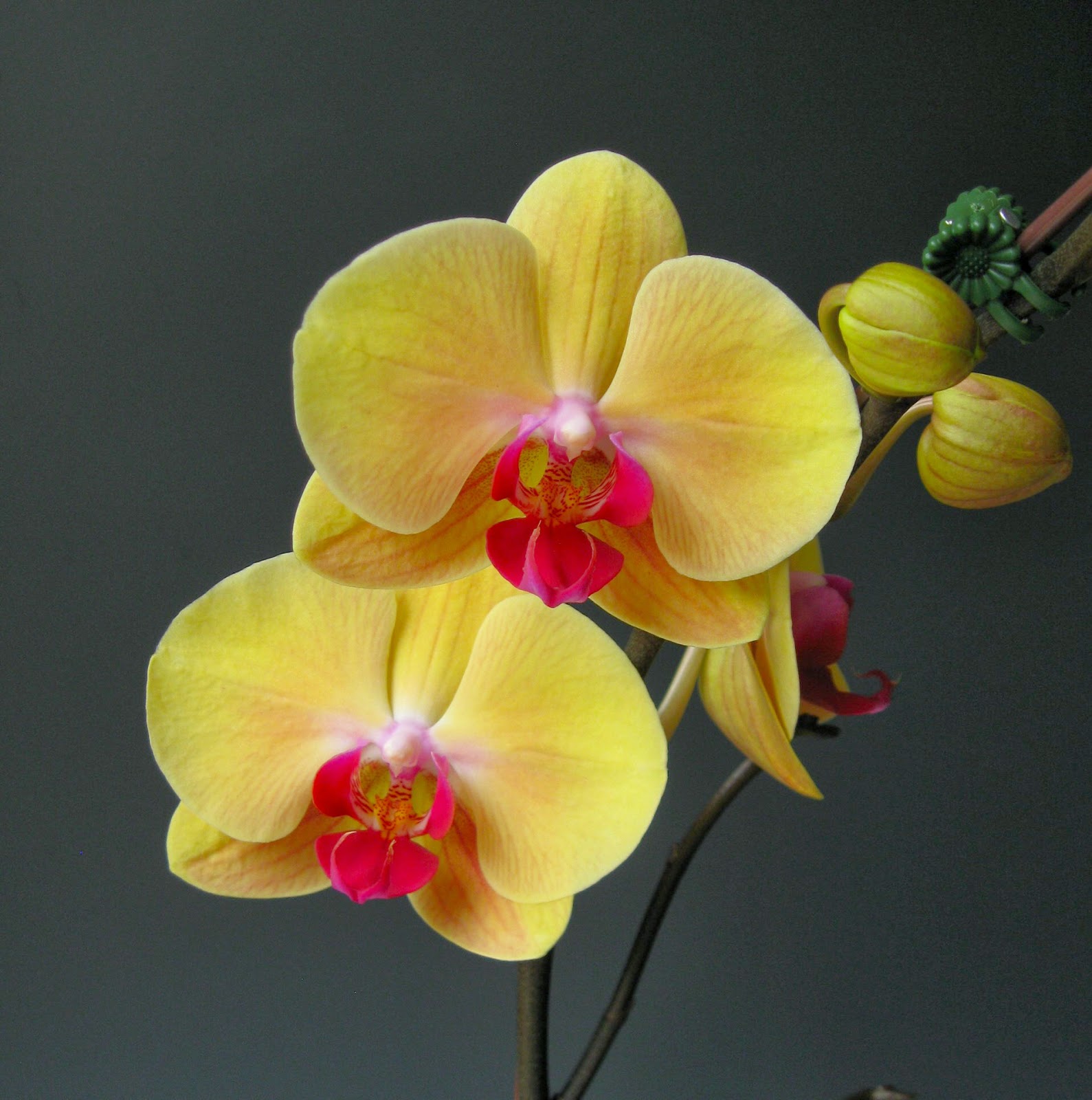 Красно желтая орхидея. Фаленопсис Дороти. Фаленопсис Volterra. Фаленопсис Kansas. Фаленопсис Amalfi.