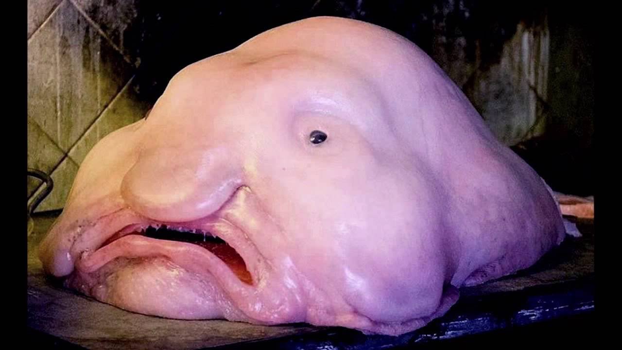 Fadhlan's Blog: Ikan Blobfish,salah satu hewan terjelek di Dunia