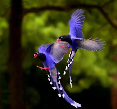kecantikan burung