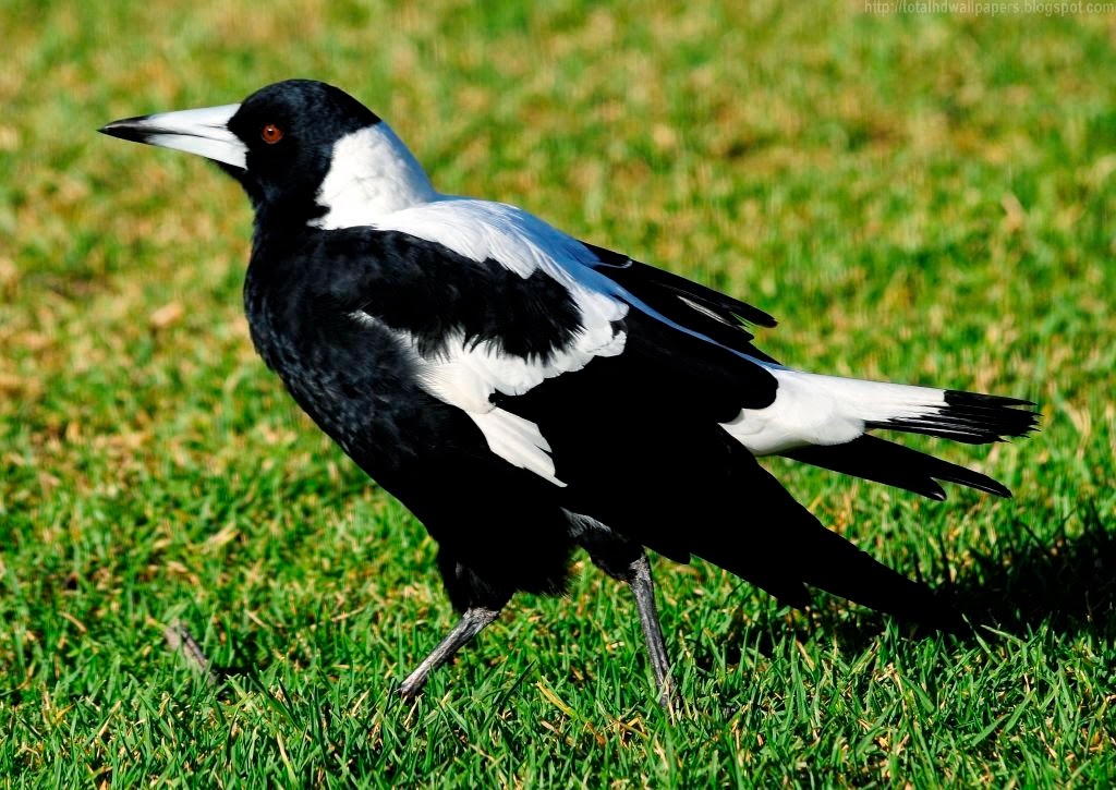 Australian Magpie HD Wallpapers | All HD Wallpaper 2014