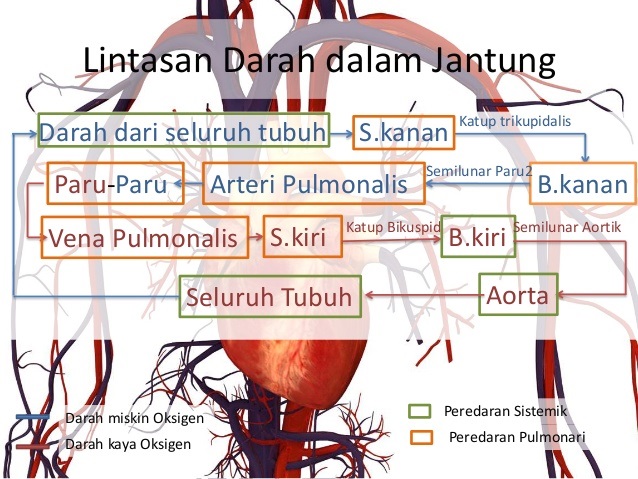 Bagian Jantung Yang Berisi Darah Kaya Oksigen Adalah Berbagai Bagian Penting