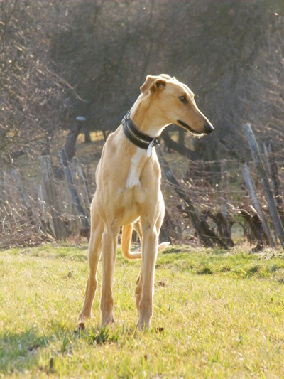 2012_0324hunor0003.png