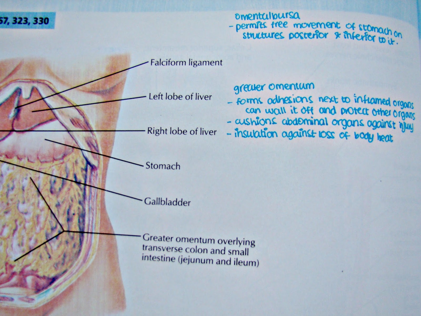 10 Tips on Studying Anatomy