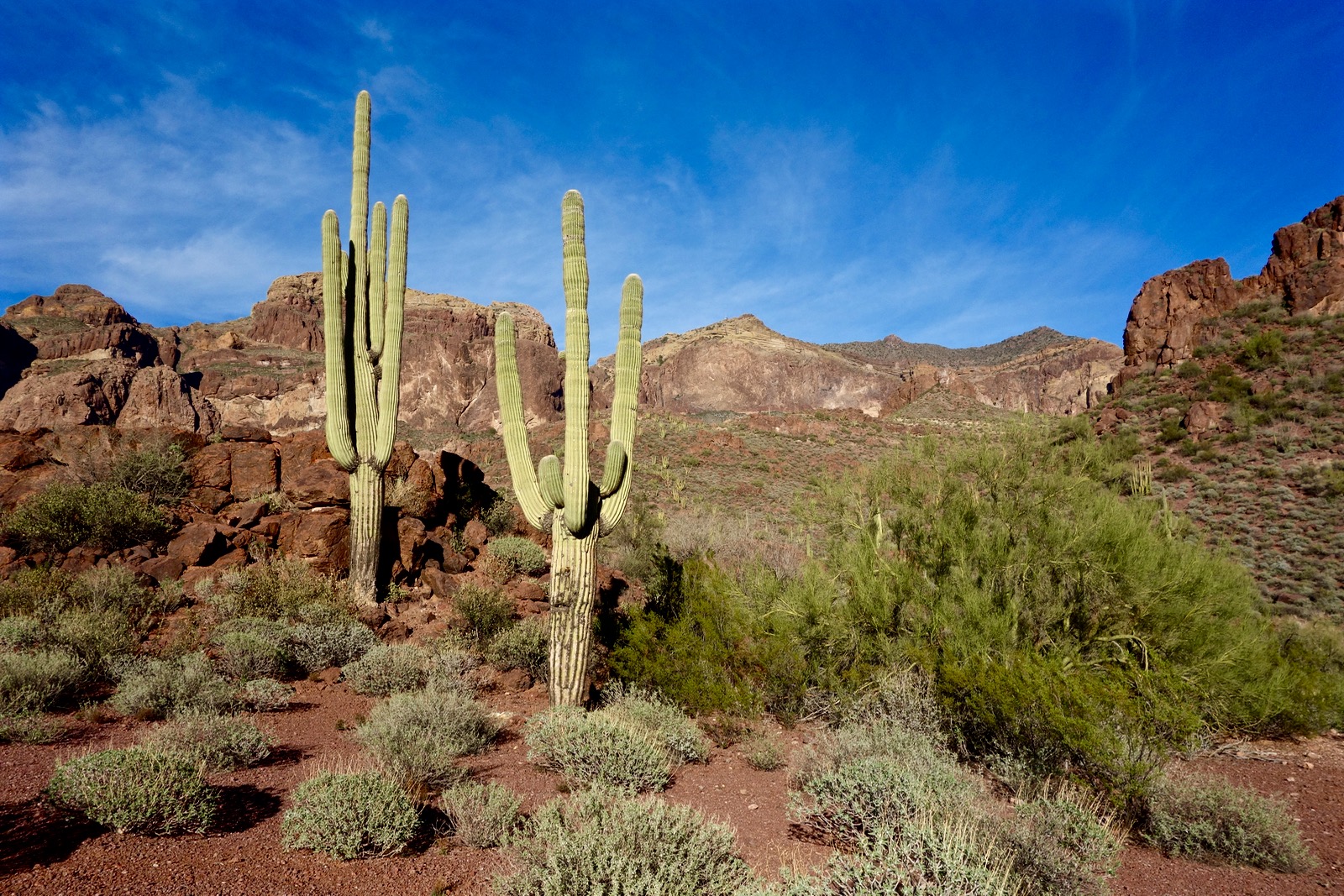 Alamo Canyon, Organ Pipe Cactus National Monument, Arizona без смс