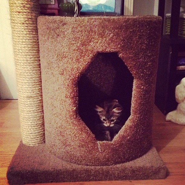 This Crazy Life...Michelle Underwood Designs Molly and Friends Cat Furniture Co. Review