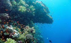 Wallpaper Calm Sea Underwater Wallpaper Hd Desktop Background Wallpaper Gallery